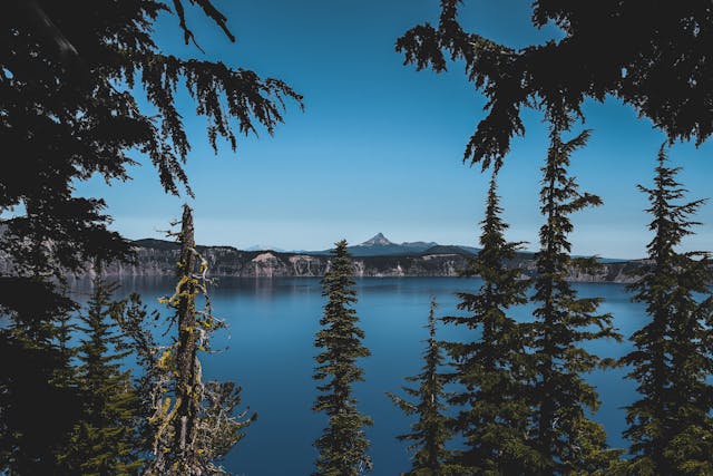Celebrating Oregon Day: Adventures with Your Dog in the Beaver State!